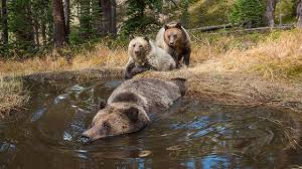 maci medve fürdő Yellowstone rejtett kamera