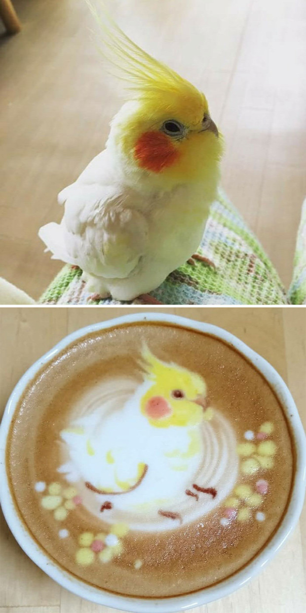 dizájn kávé latte madár