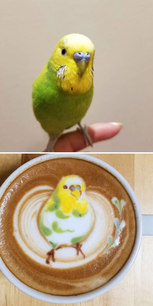dizájn kávé latte madár
