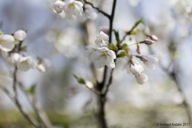 Tavasz virág cseresznyefa Sakura Eötvös Loránd Tudományegyetem Fűvészkert fenológia kökörcsin