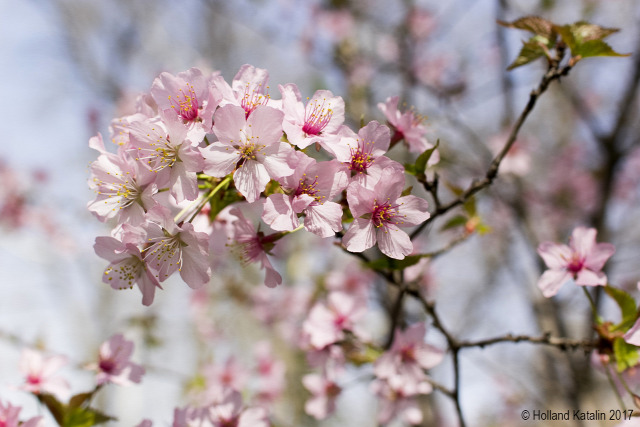 Tavasz virág cseresznyefa Sakura Eötvös Loránd Tudományegyetem Fűvészkert fenológia kökörcsin