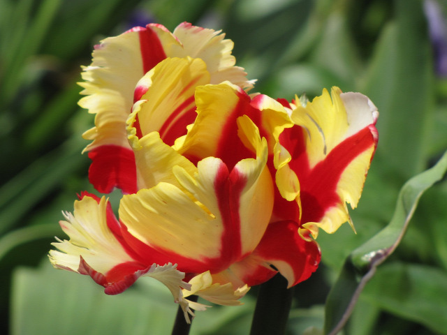 megfagynak-e a tulipanok tulipan fagy tulipan ultetes