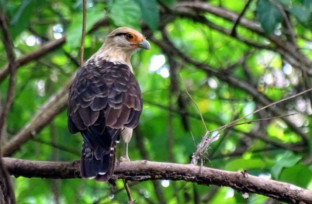 Costa Rica Corcovado Nemzeti Park Bahía Drake