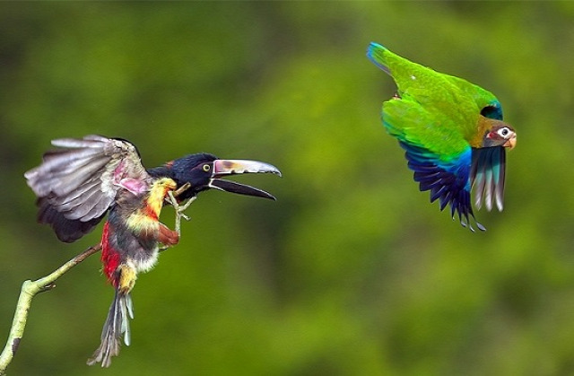 Aracari küzd a papagájjal (fotó: Bakos Gábor, 2010)