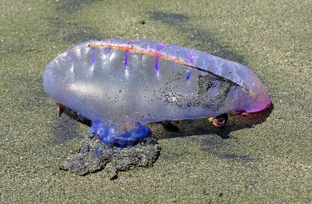 Ilyen nylonzacskóhoz hasonlító medúzák borítják a partot