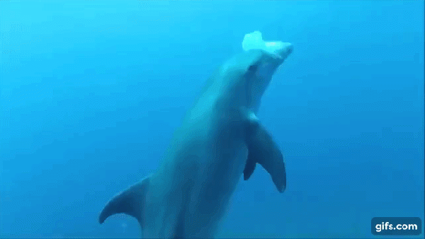 delfin szafari2016