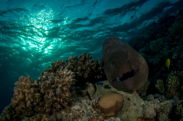 vörös-tenger muréna fotó