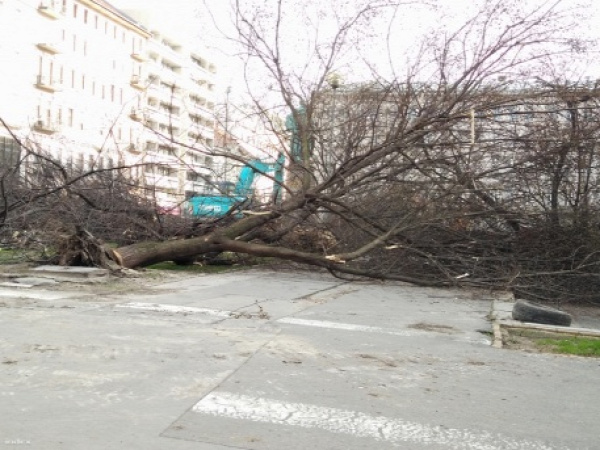 József nádor tér fakivágás V. kerület