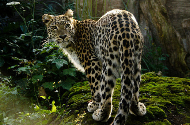 leopárd Kaukázus