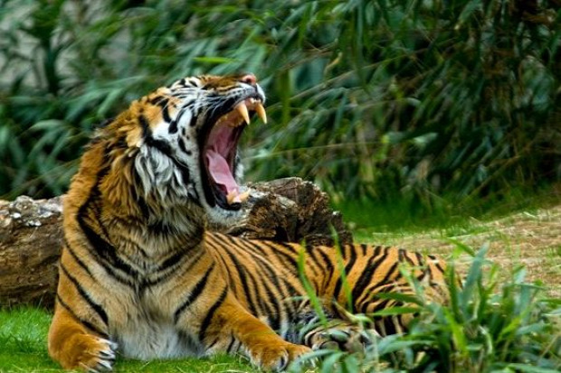 tigris bengáli India Banglades