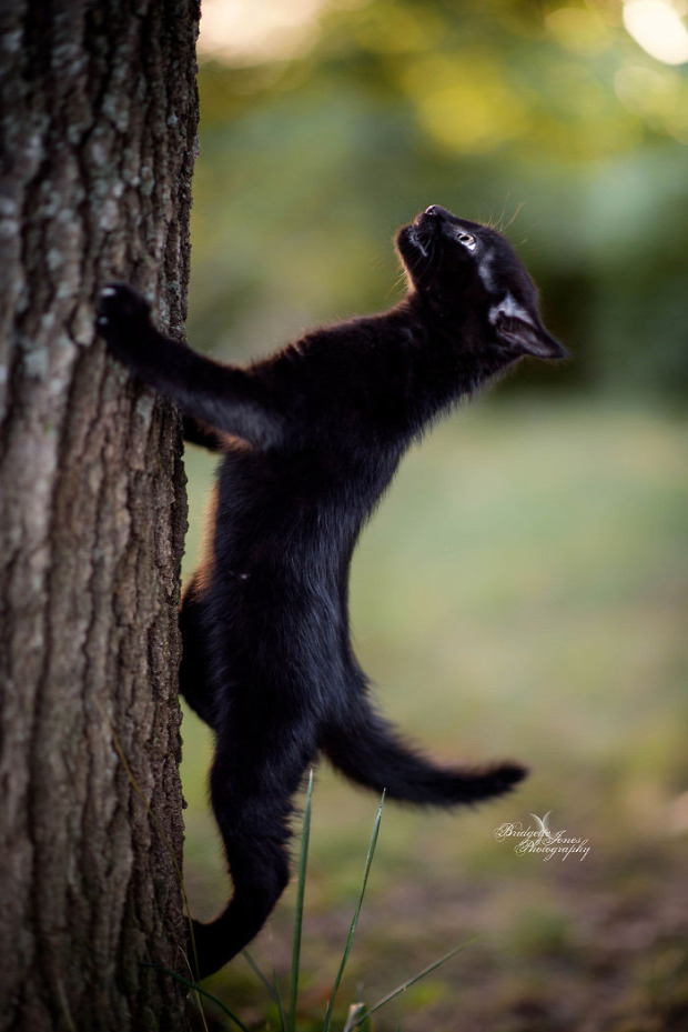 fekete macska párduc