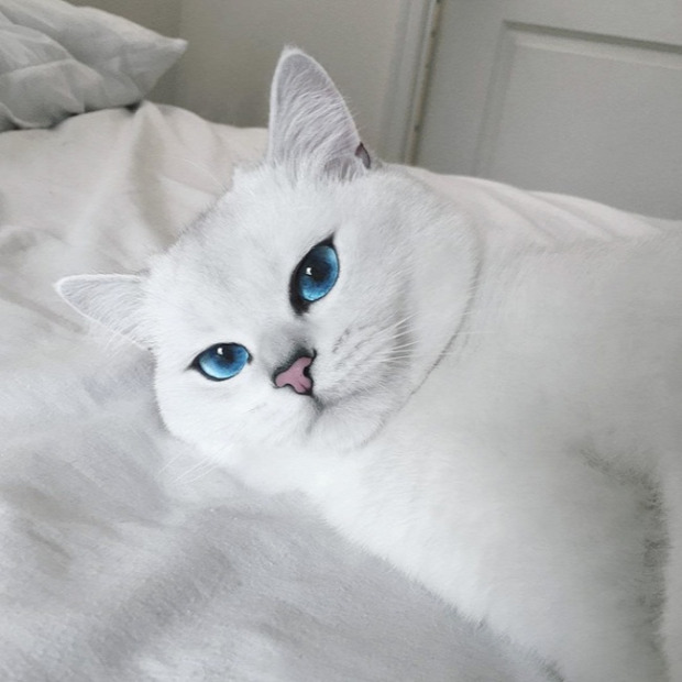 Coby  kék szem hipnotikus fehér