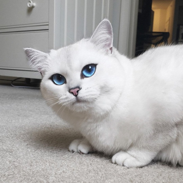 Coby  kék szem hipnotikus fehér