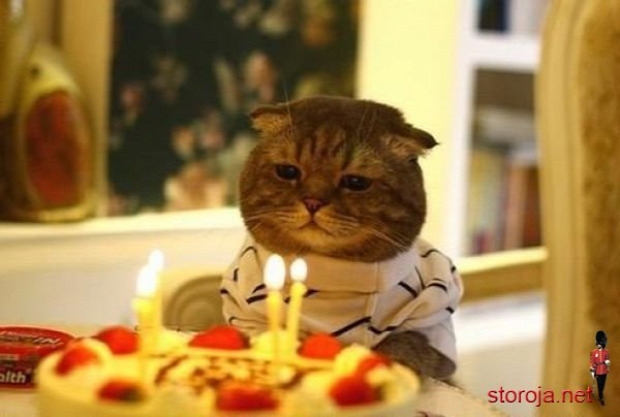Születésnap Macska Kép