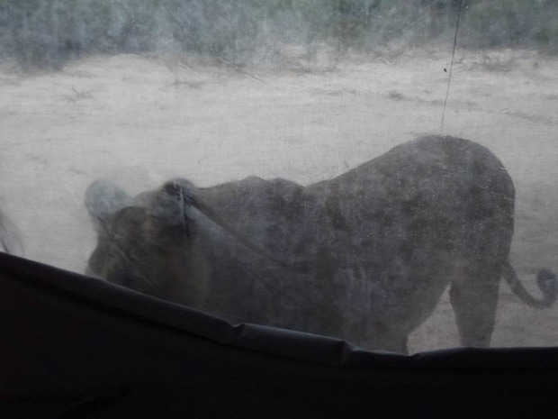 Botswana oroszlán sátor viz nyalogat