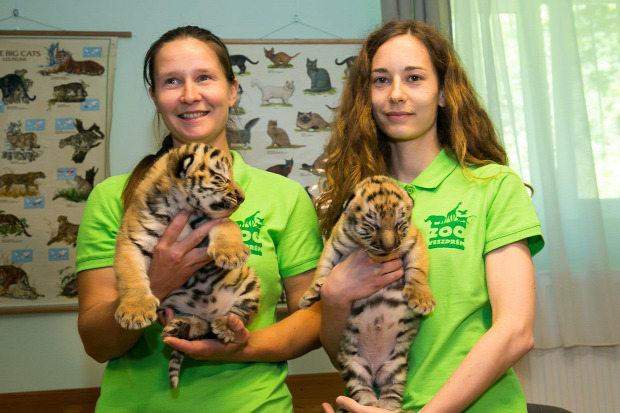 tigris születés veszprémi állatkert