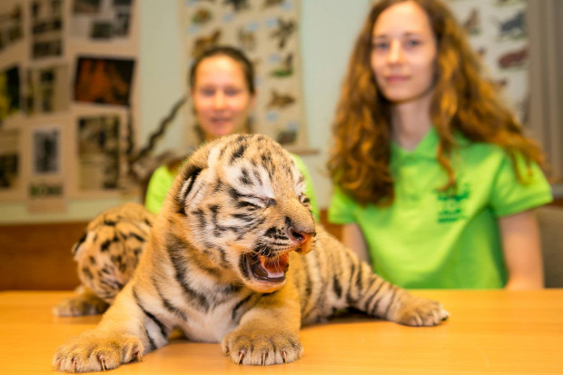 tigris születés veszprémi állatkert