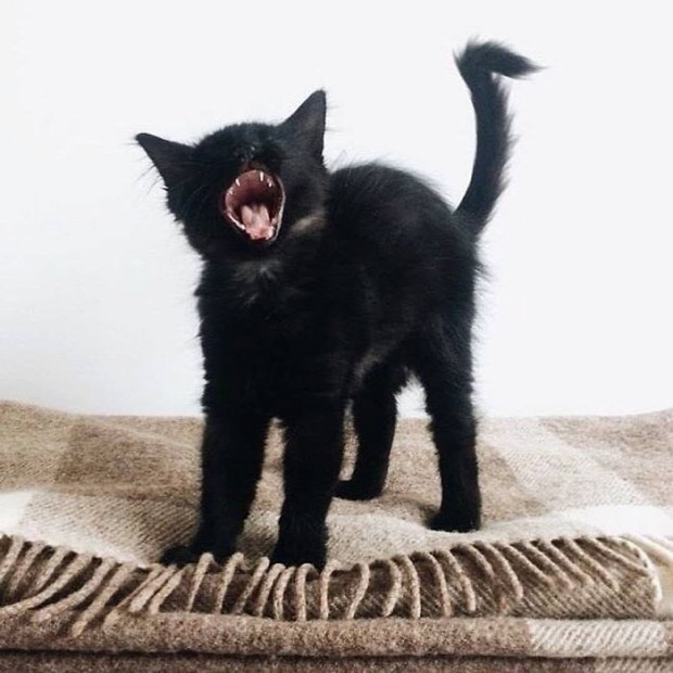 fekete macska párduc