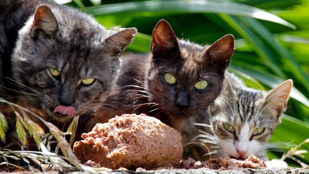 Ausztrália kóbor macska ökológiai katasztrófa