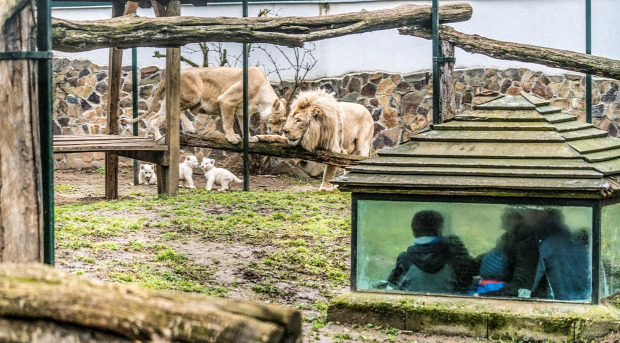 Nyíregyházi Állatpark fehér oroszlán kölyök