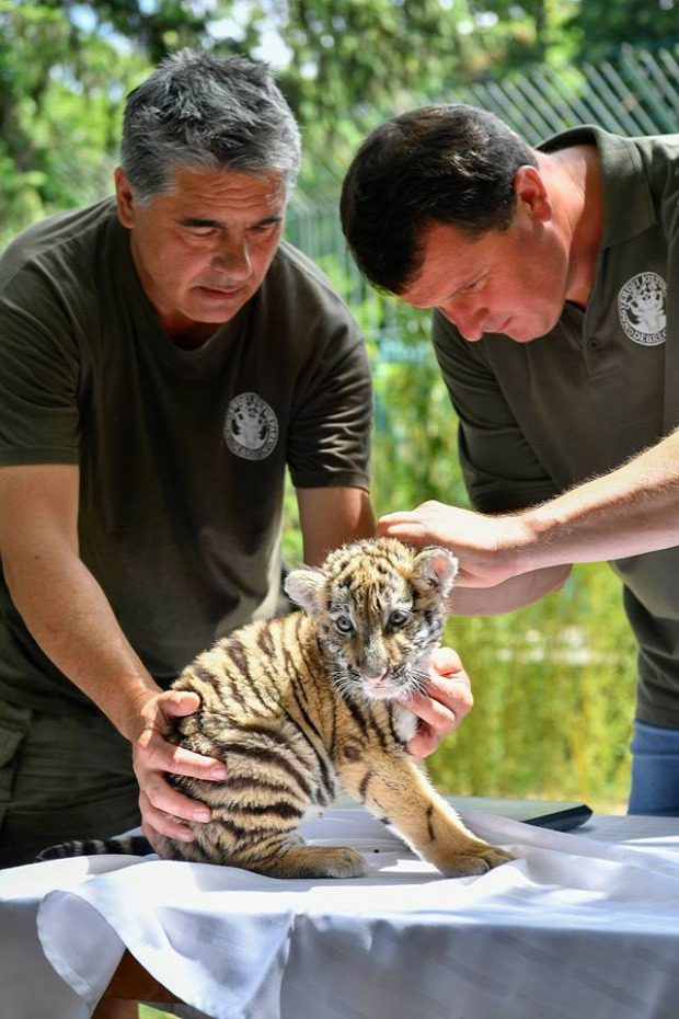 debreceni  állatkert szibéria tigris kölyök