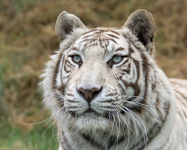 Nanrnia tigris fehér bengáli