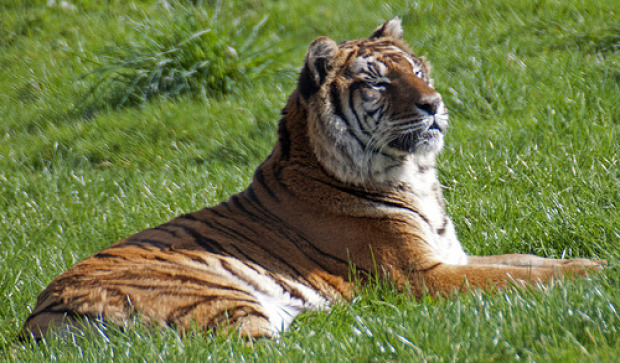 tigris bengáli India Banglades