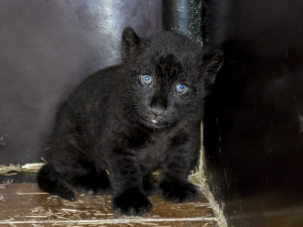 Szeged vadaspark állatkert jaguár bébi született