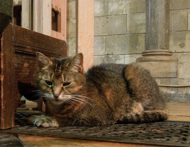 London templomű katedrális macska