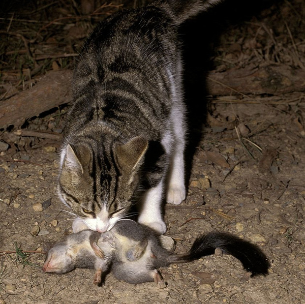 macska róka ausztrália öko-katasztrófa