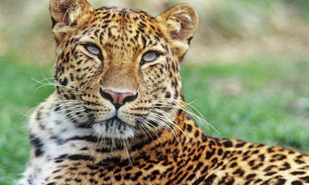 szibériai tigris amuri leopárd szarvas tenyésztés élelem