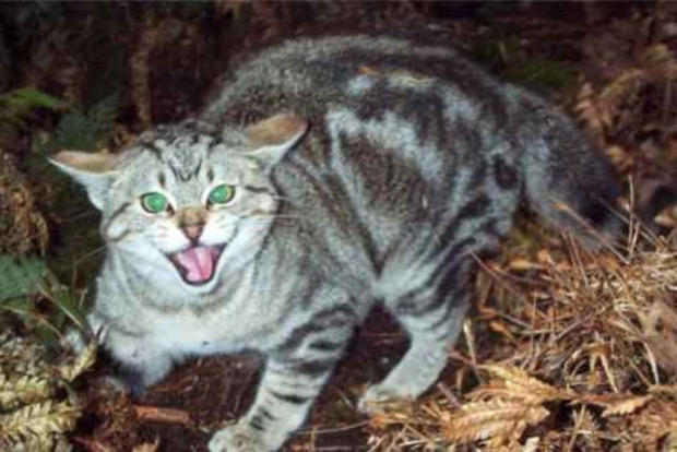 macska róka ausztrália öko-katasztrófa