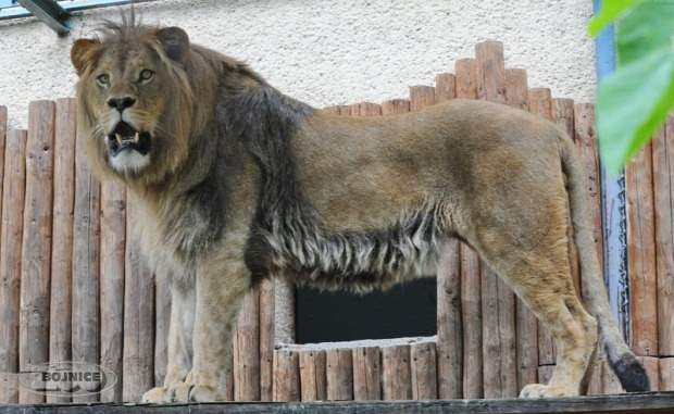 berber oroszlán kölyök