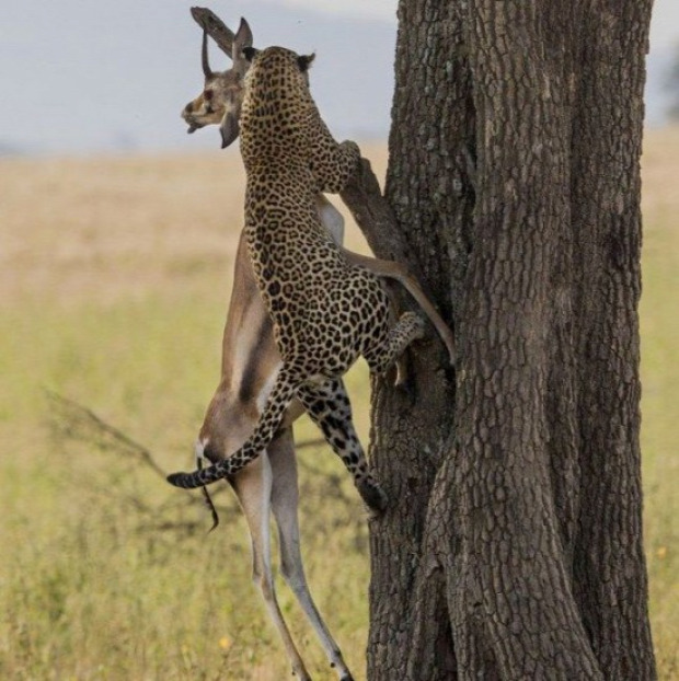 leopárd gazella fa