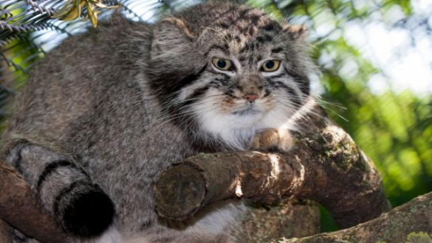 Szeged állatkert vadaspark mamul pusztai macska