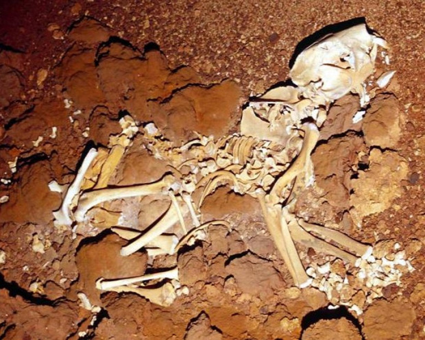 Ausztrália ragadozó oroszlán erszényes csont