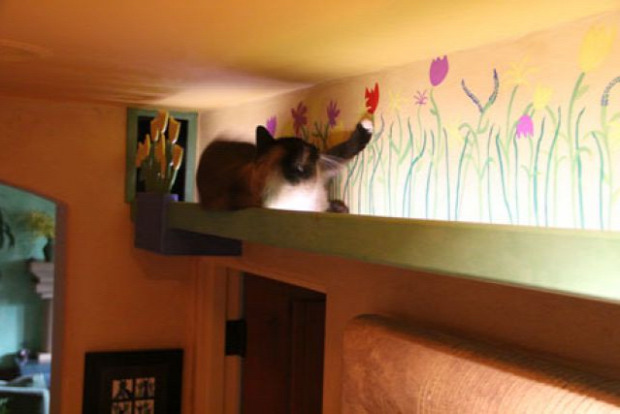 ház lakás paradicsom út átjáró macska