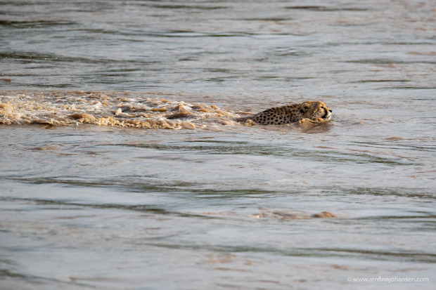 gepárd folyó árad úszik