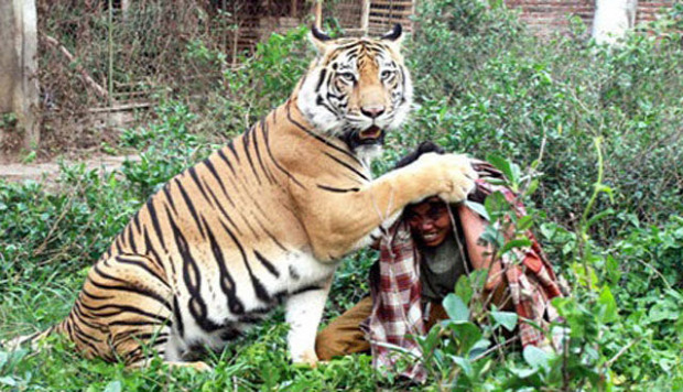 Indonézia bengáli tigris