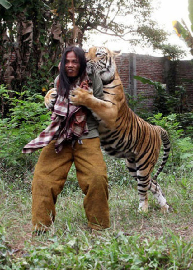 Indonézia bengáli tigris