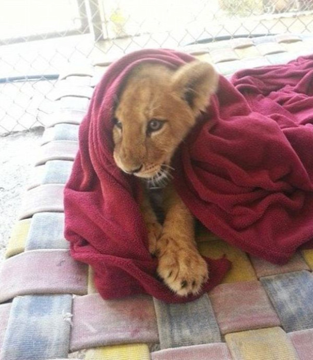 oroszlán kölyök mentett takaró