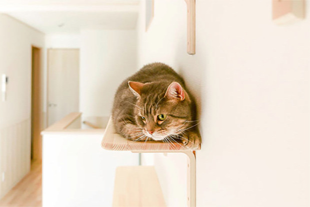 aparman lakás tuajdonos macska egyedülálló szingli