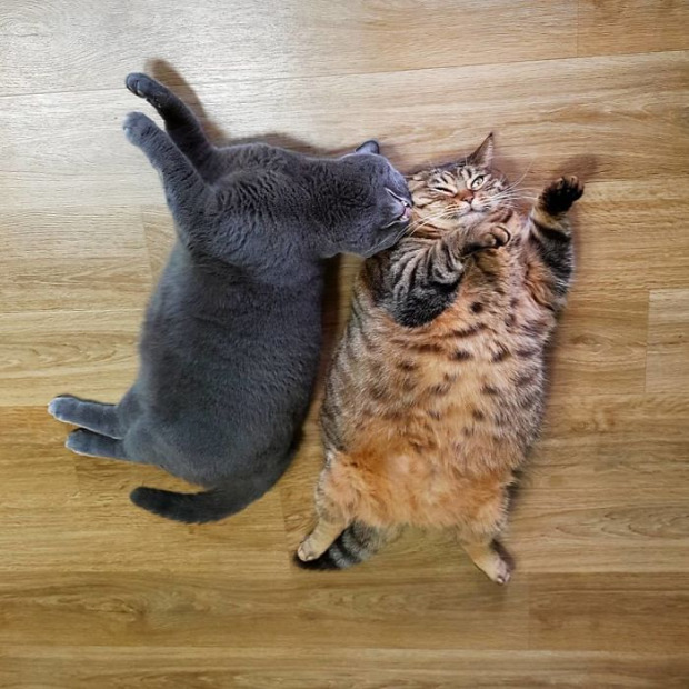 Manggo macska duci kövér