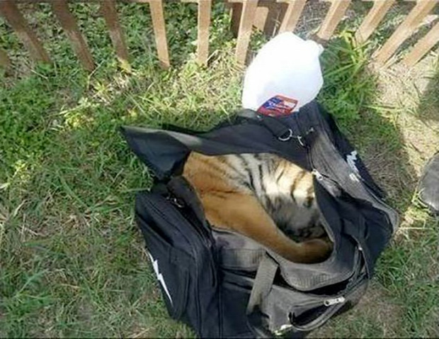 határőr csempész táska tigris