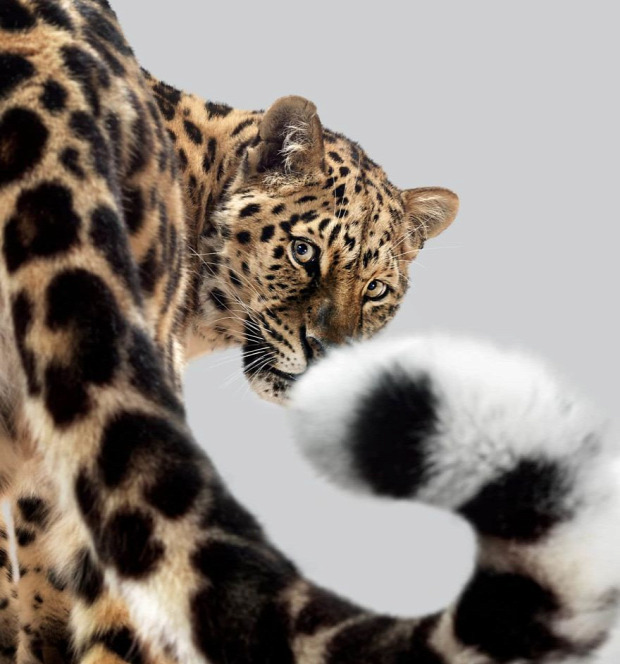 nagymacska leopárd amuri