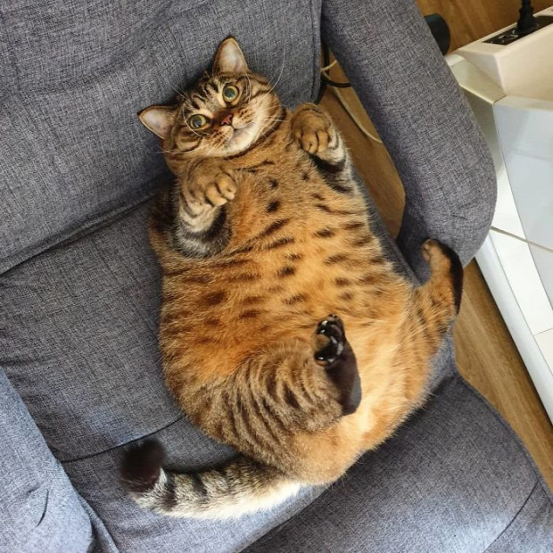 Manggo macska duci kövér