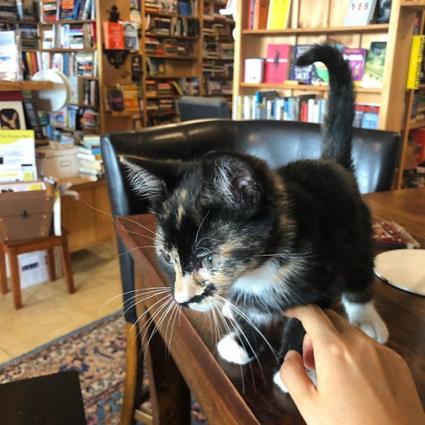 könyvesbolt kávézó