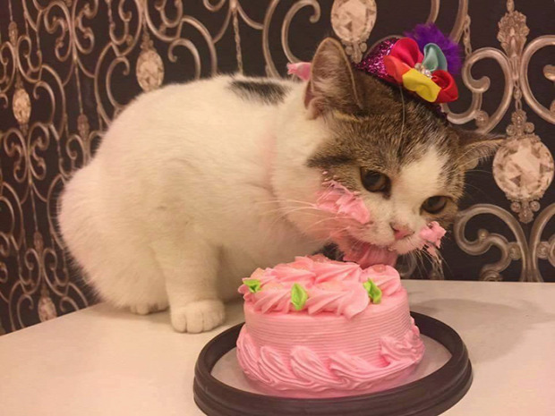cica születésnap torta sütemény