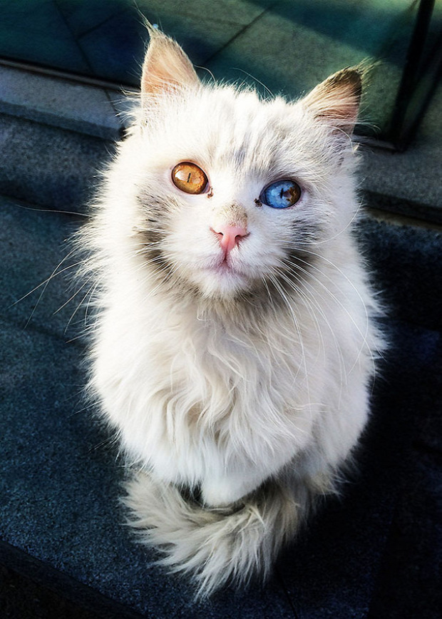 univerzum szem heterochromia multicolor