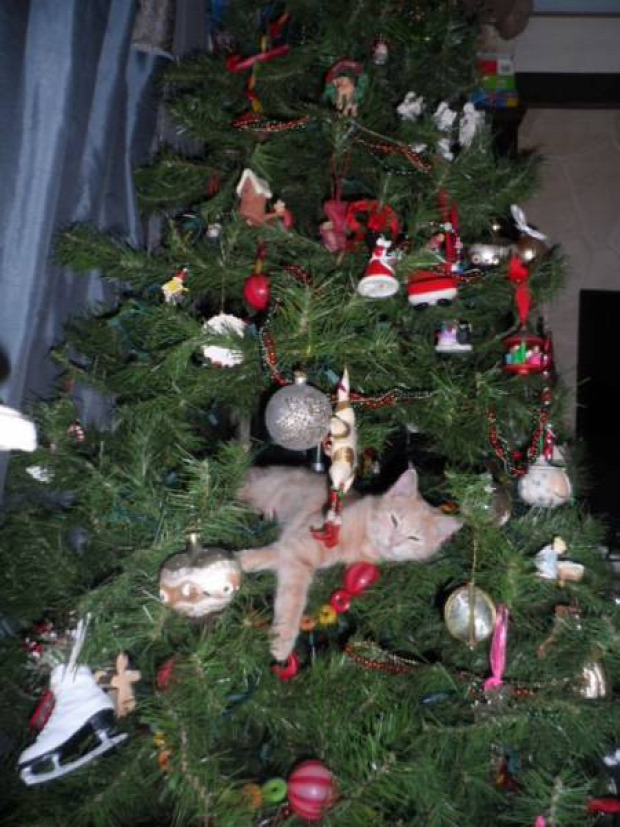 karácsony karácsonyfa baleset